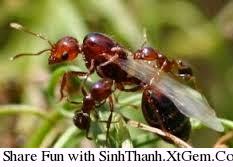 Bài tập tổng hợp về số kiểu gen, số kiểu giao phối trong quần thể - SinhThanh.XtGem.Com Bài tập tổng hợp về số kiểu gen, số kiểu giao phối trong quần thể