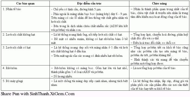 Tế bào nhân thực